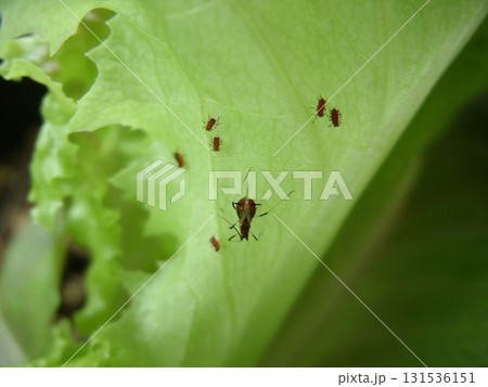 レタスの葉を吸汁加害するタイワンヒゲナガアブラムシの集団 131536151