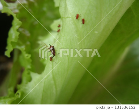 栽培しているサニーレタスの葉に群がるタイワンヒゲナガアブラムシ 131536152