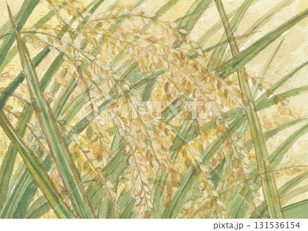 水彩で描いた稲穂 131536154