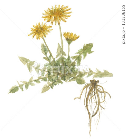 水彩で描いたタンポポ　花と根　蒲公英根 131536155