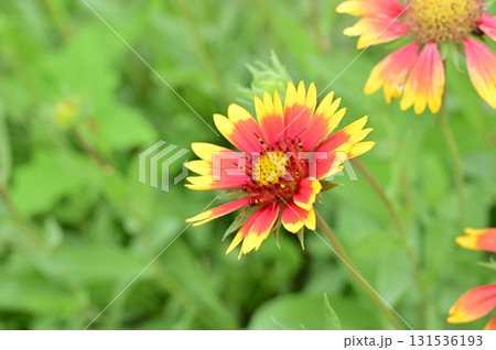 ガイラルディア(キク科)テンニンギク属 ガイラルディア(キク科)テンニンギク属 131536193