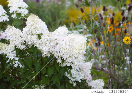 White petals of hydrangea plant in full bloom. 131536394