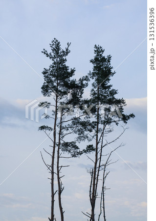 Tall pine trees under summer sunlight in forest. 131536396