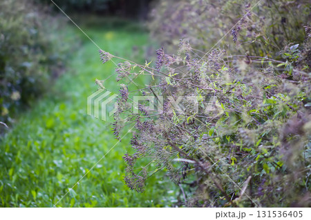 Caraway or Carum carvi plant dry seeds in autumn season. Ripe cumin herb. Caraway or Carum carvi plant dry seeds in autumn season. Ripe cumin herb. 131536405