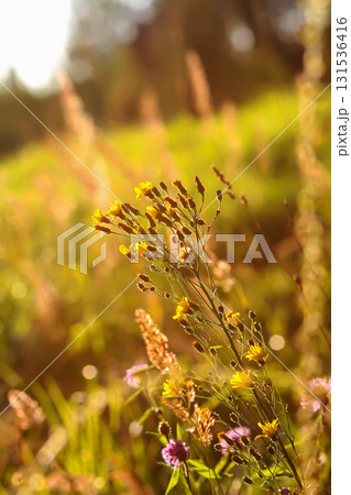 Tranquil rural meadow bathed in sunset glow. 131536416