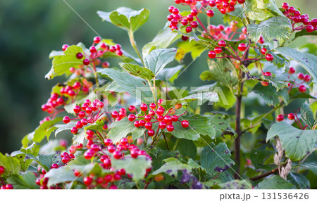 Seasonal ripe viburnum fruits on leafy branches. Seasonal ripe viburnum fruits on leafy branches. 131536426