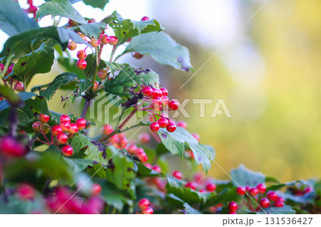 Close-up of viburnum berry clusters in sunlight. Close-up of viburnum berry clusters in sunlight. 131536427