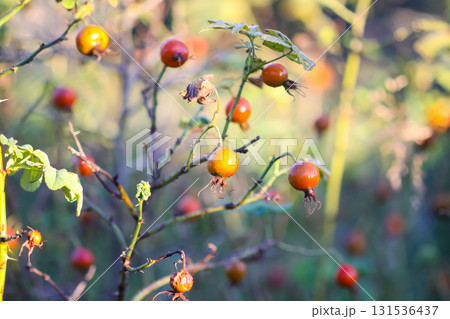 Red rosehip berries ripening in autumn sunlight. 131536437