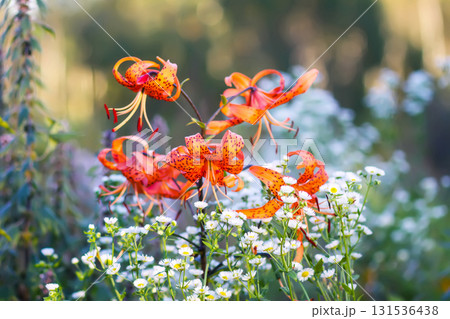 Fresh orange lilies thriving in summer garden. 131536438