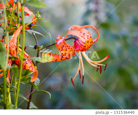 Garden lilies in full bloom with bright petals. 131536440