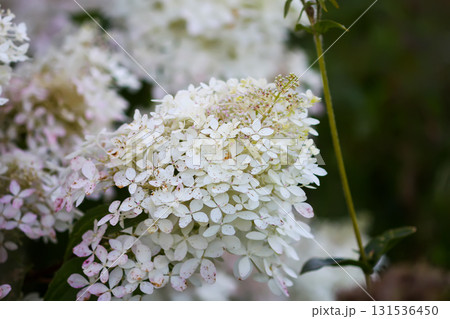 Blooming white hydrangea shrub in natural light. 131536450