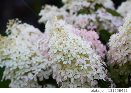 Blooming white hydrangea shrub in natural light. Blooming white hydrangea shrub in natural light. 131536451