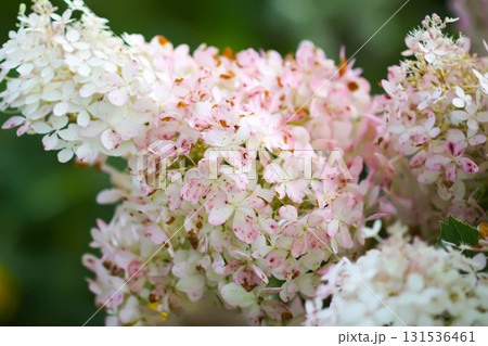 White hydrangea bush blooming in summer garden. 131536461