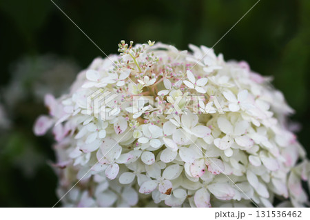 White hydrangea bush blooming in summer garden. 131536462