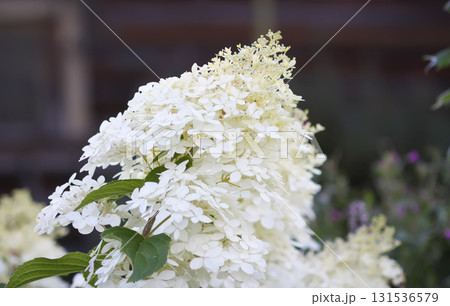 Decorative white hydrangea bloom in countryside. Decorative white hydrangea bloom in countryside. 131536579