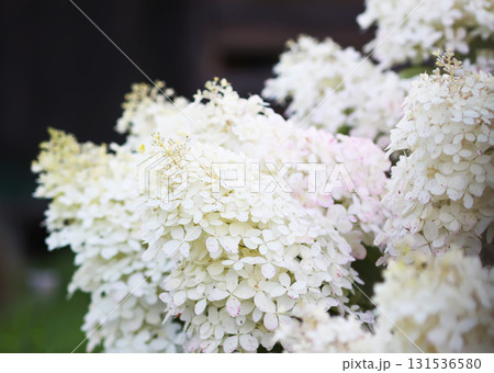 Decorative white hydrangea bloom in countryside. Decorative white hydrangea bloom in countryside. 131536580