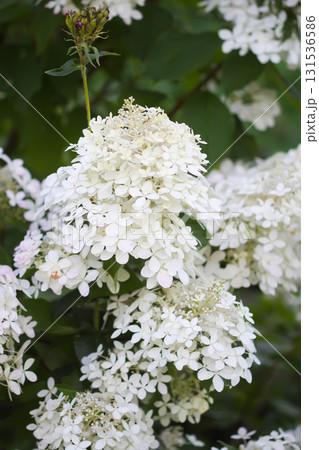 Elegant white hydrangea flowers in summer season. Elegant white hydrangea flowers in summer season. 131536586