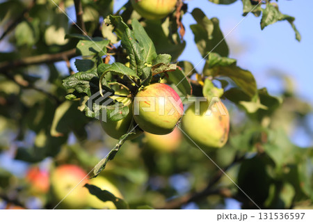 Ripe apples hanging on tree branches in sunlight. 131536597