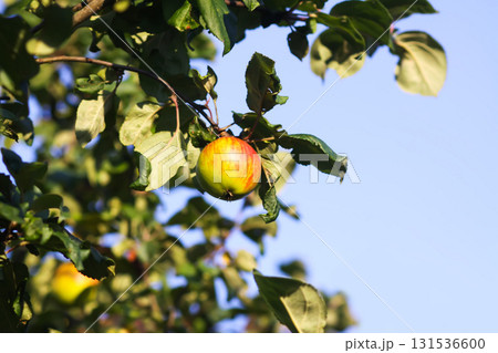 Juicy apples ripening naturally in countryside orchard. Juicy apples ripening naturally in countryside orchard. 131536600