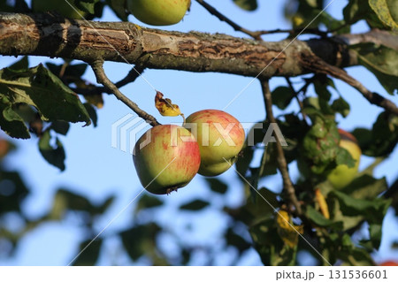 Juicy apples ripening naturally in countryside orchard. Juicy apples ripening naturally in countryside orchard. 131536601