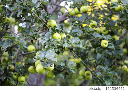 Close-up of ripening apples on orchard tree. Close-up of ripening apples on orchard tree. 131536632