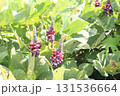 クズの花の写真 131536664