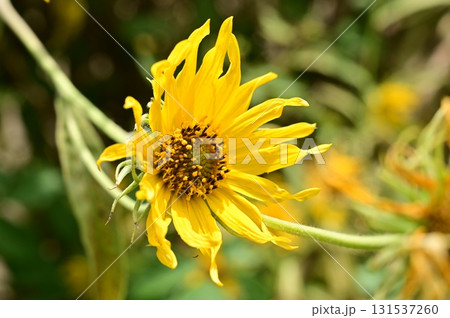 ちいさなヒマワリ ちいさなヒマワリ 131537260