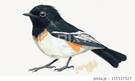 Black-headed Flycatcher (Ficedula hypoleucos) isolated on white background. 131537527