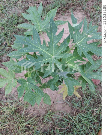A young papaya tree with large, green, lobed leaves growing in dry, grassy soil A young papaya tree with large, green, lobed leaves growing in dry, grassy soil 131538189