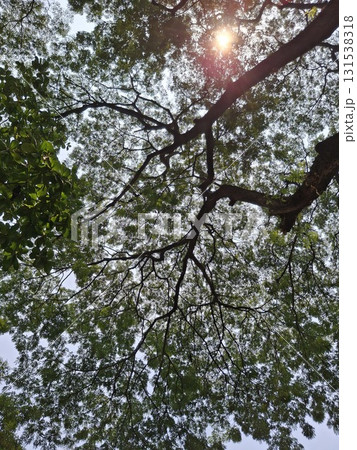 Looking up through lush green tree canopy with sunbeams filtering through leaves and branches 131538318
