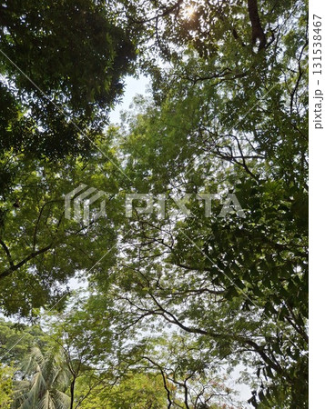 Looking up through lush green canopy of tropical trees 131538467