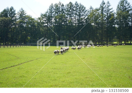 羊の行進 131538500