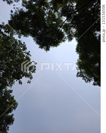 Sunlight filters through lush green tree branches against a clear blue sky, creating a dappled light effect 131538506