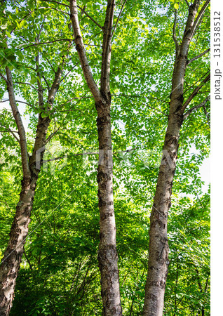 ミネバリの木 131538512