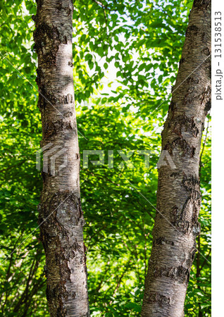 ミネバリの木 131538513