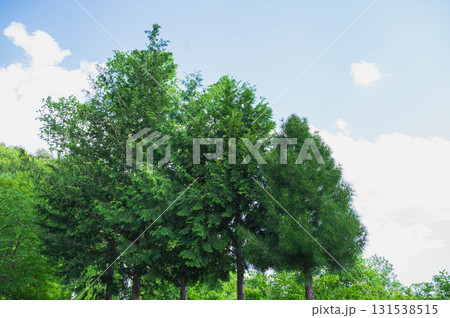 木曽五木 131538515