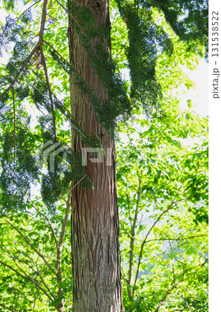 ひのき ひのき 131538522