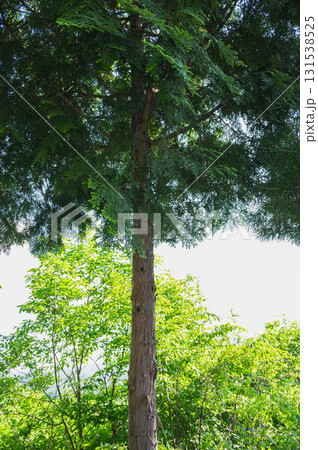 アスナロ 131538525