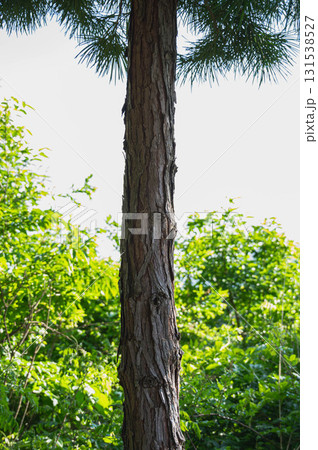 コウヤマキ 131538527