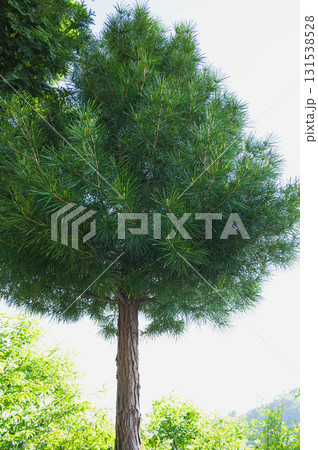 コウヤマキの木 コウヤマキの木 131538528
