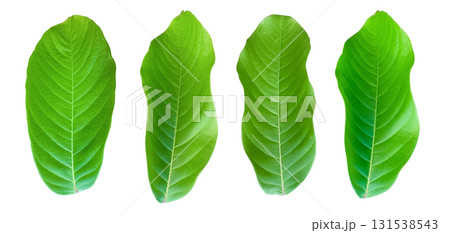 Cut out Lagerstroemia leaves isolated with clipping path 1 Cut out Lagerstroemia leaves isolated with clipping path 1 131538543
