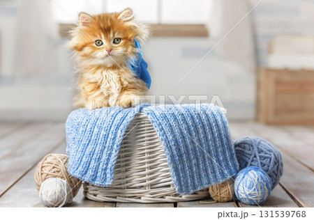 Cute kitten with a bow in a basket with balls of yarn Cute kitten with a bow in a basket with balls of yarn 131539768