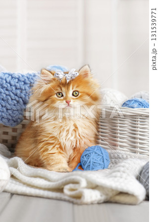 Small cute striped orange kitten sits among knitted things with balls of yarn. Pet on the background of the interior in light colors. Banner, advertising layout with a place for writing. Small cute striped orange kitten sits among knitted things with balls of yarn. Pet on the background of the interior in light colors. Banner, advertising layout with a place for writing. 131539771