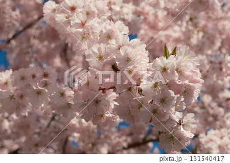 beautiful cherry blossom in spring time 131540417