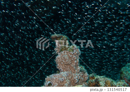 A swarm of tiny glass fish at a Red Sea tropical coral reef. Picture from Makdi Bay, Hurghada, Egypt 131540517