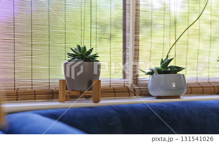 Minimal indoor succulents on windowsill with bamboo blinds and blue sofa 131541026