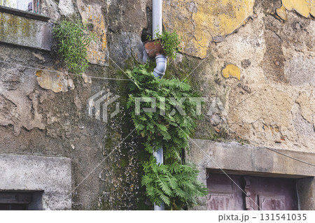 Weathered wall with peeling paint, moss and ivy around rusty drainpipe Weathered wall with peeling paint, moss and ivy around rusty drainpipe 131541035