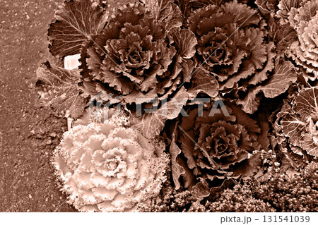 Sepia succulent rosettes macro texture botanical background 131541039