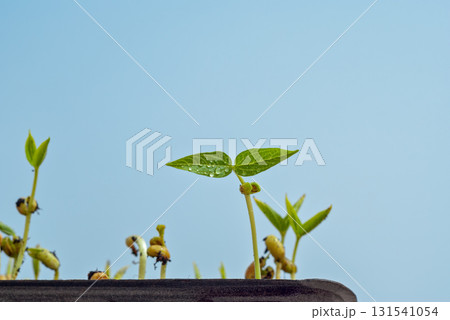 Microgreens seedlings in tray with tender leaves on blue background Microgreens seedlings in tray with tender leaves on blue background 131541054