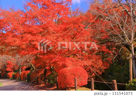 哲学の道（京都市左京区）の真っ赤な紅葉 131541073